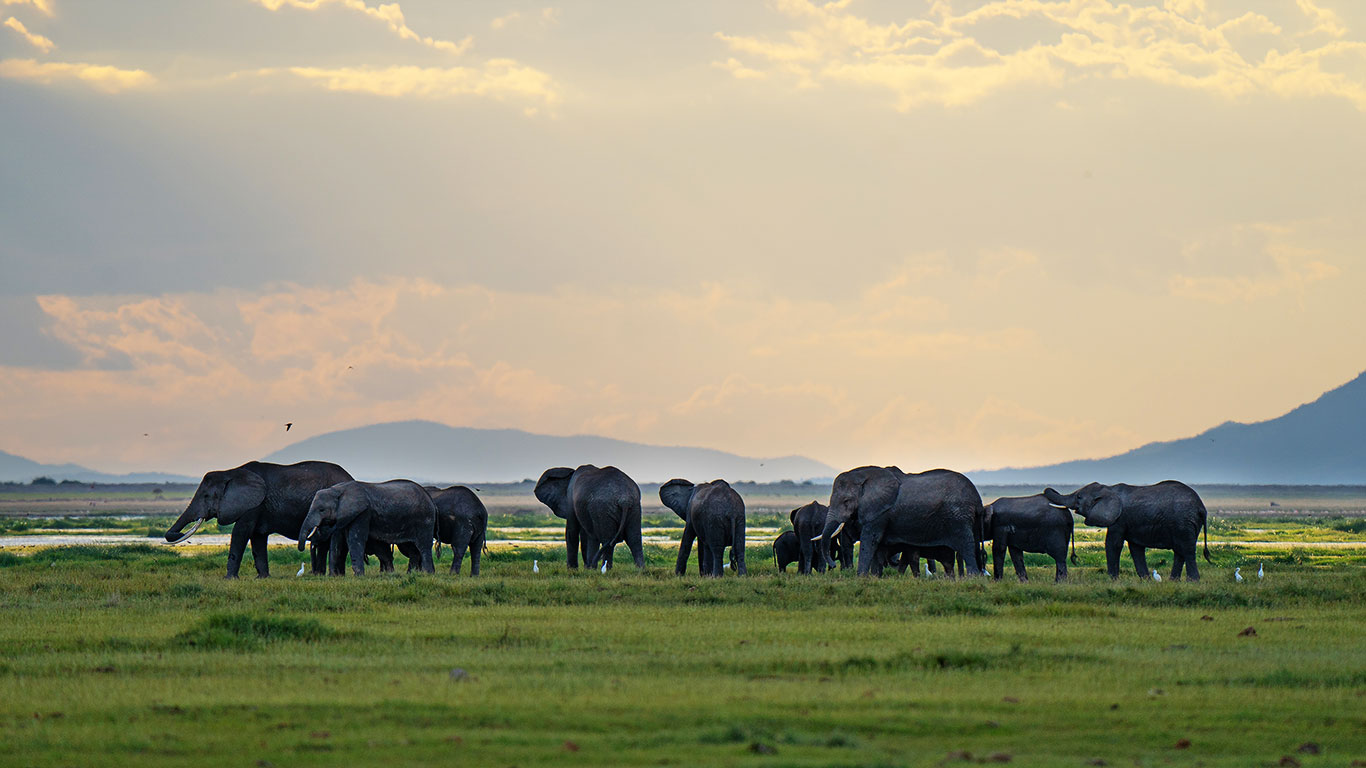 elephants in amboseli