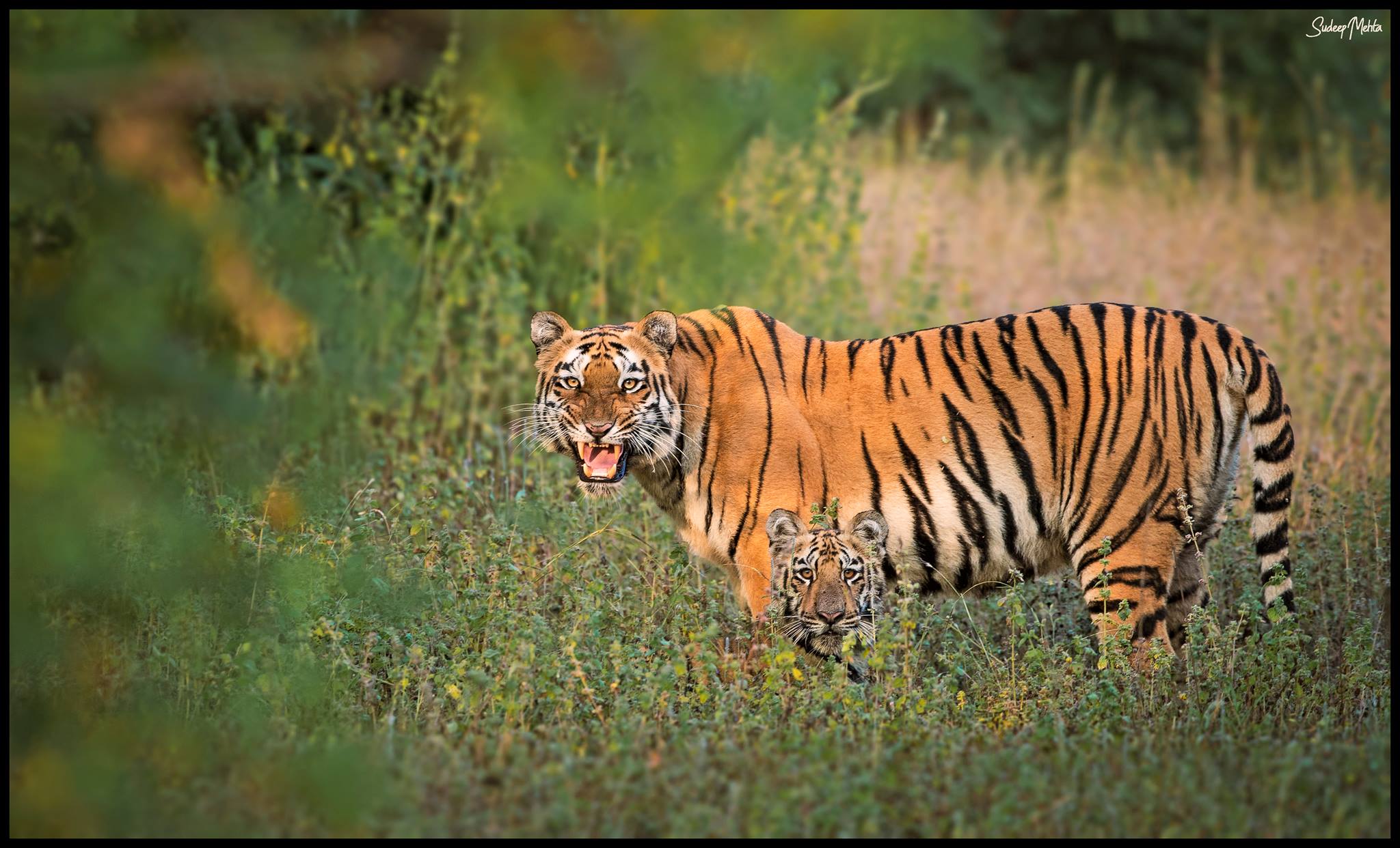 In Search of the Bengal Tiger