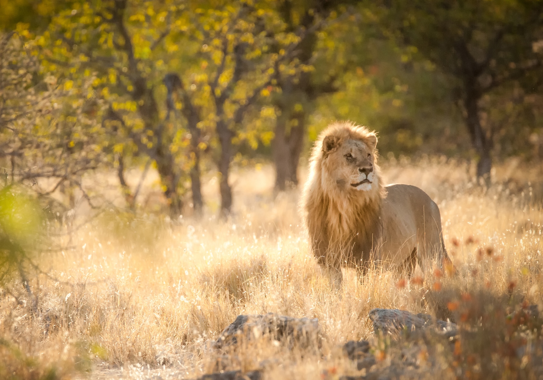 Read All About It: Best African Wildlife Holidays
