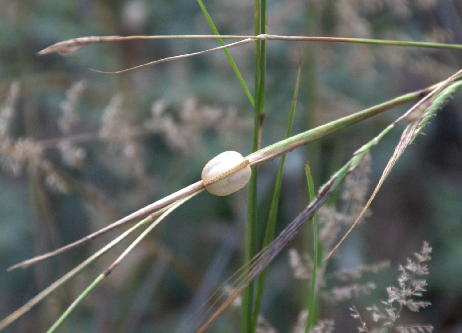 Can You See Yourself Doing a Bushwalk?