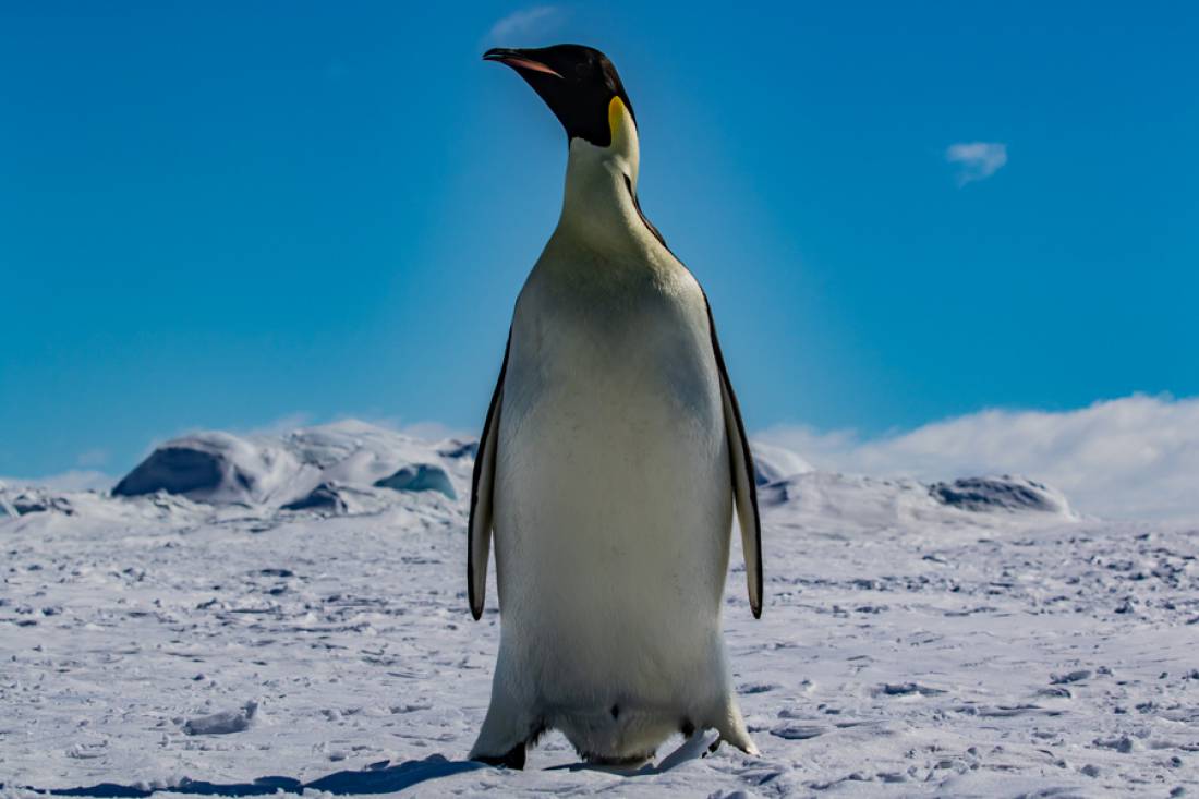 Oceanwide Reaches Snow Hill Penguins Again!