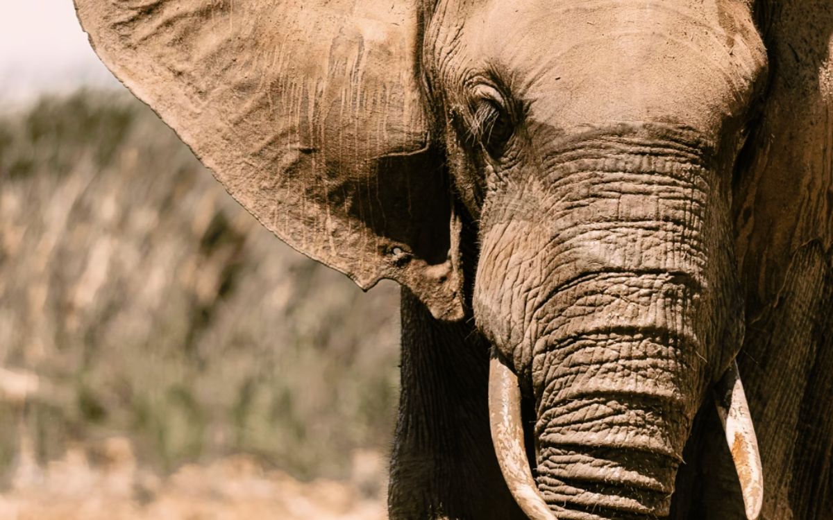 Tracking Desert Elephants in Namibia