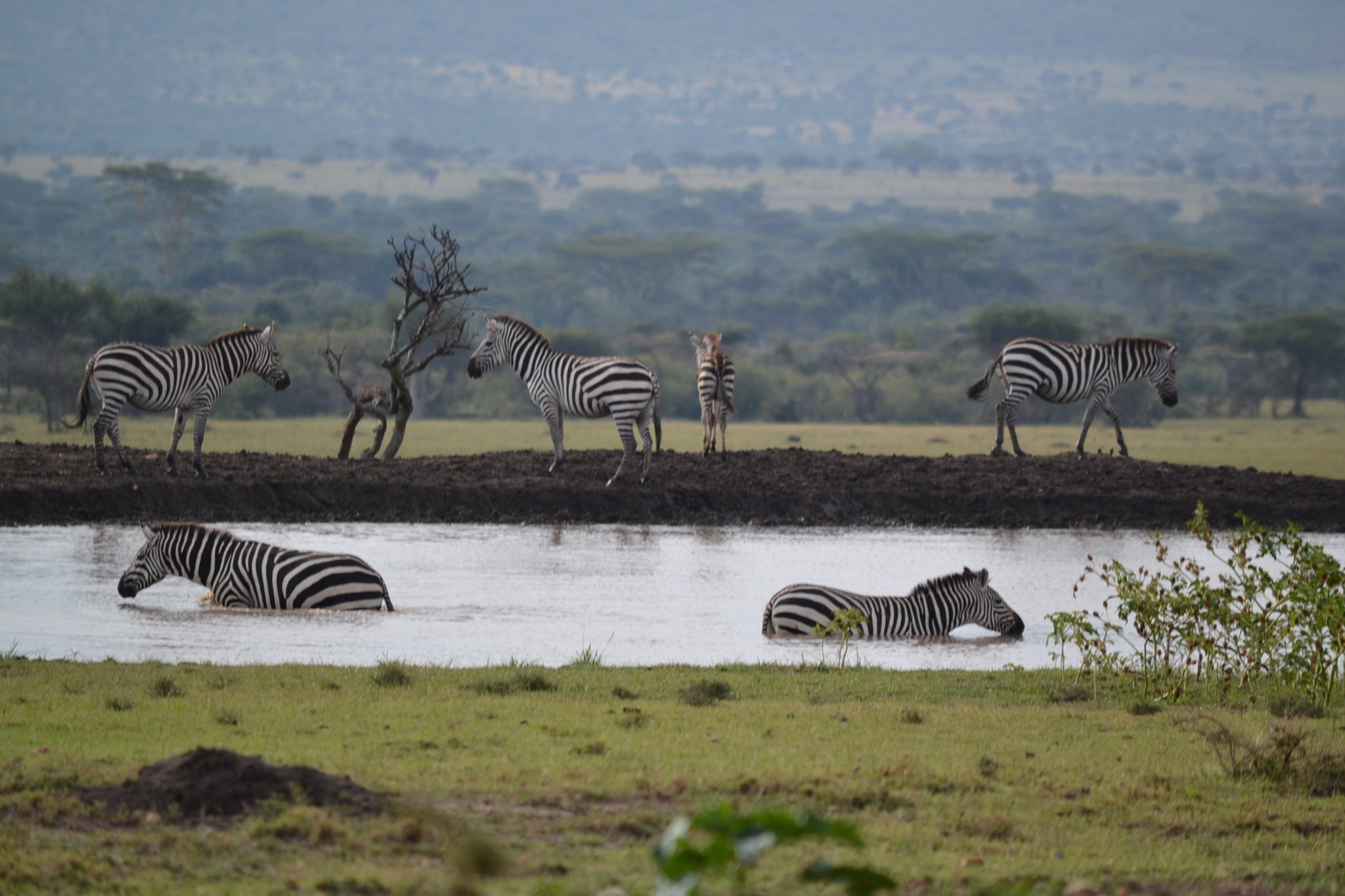 Mara Siana – Where Luxury and Wildlife Immersion Meet