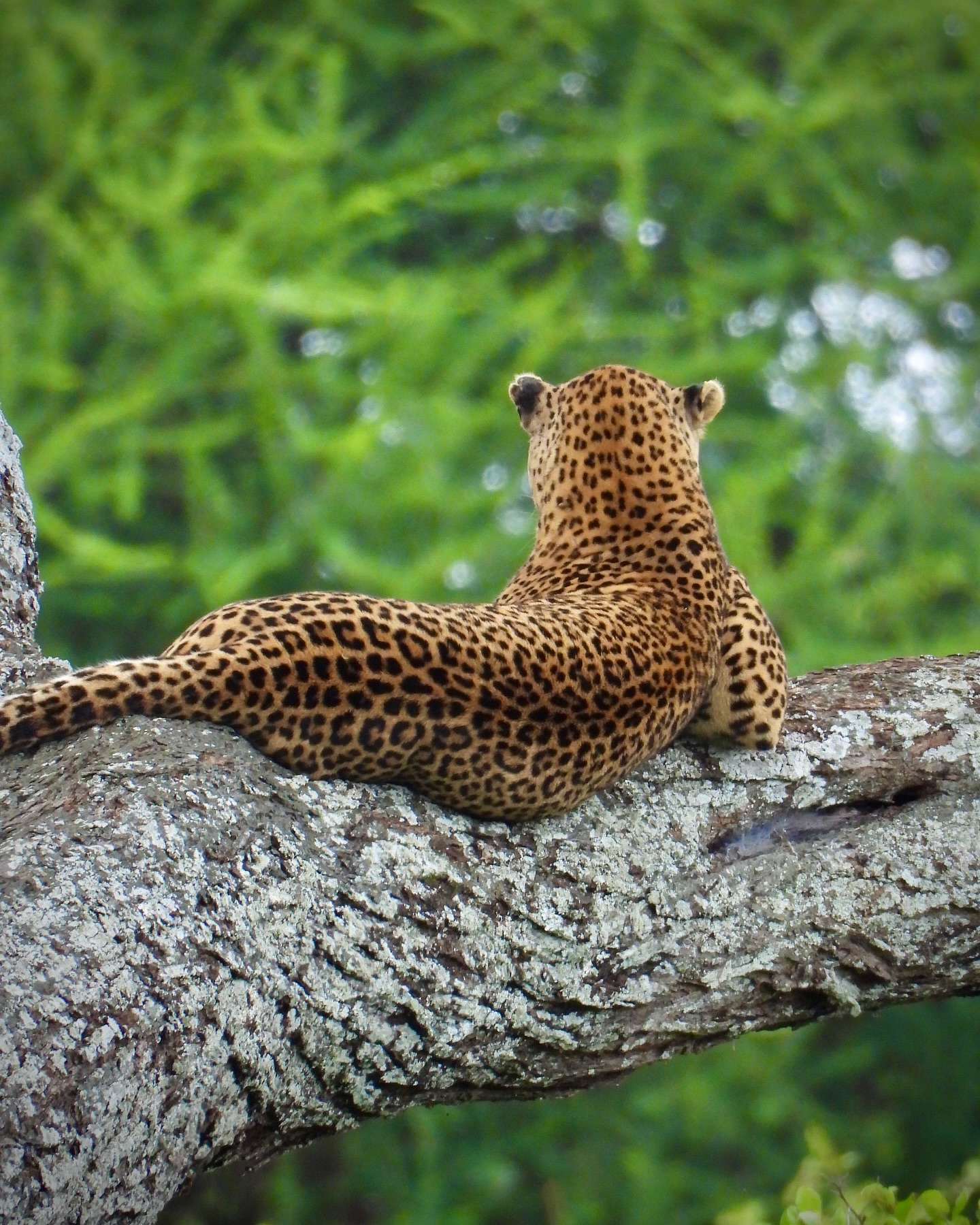 Big Five Safari in Tanzania: A Must-Do Wildlife Experience