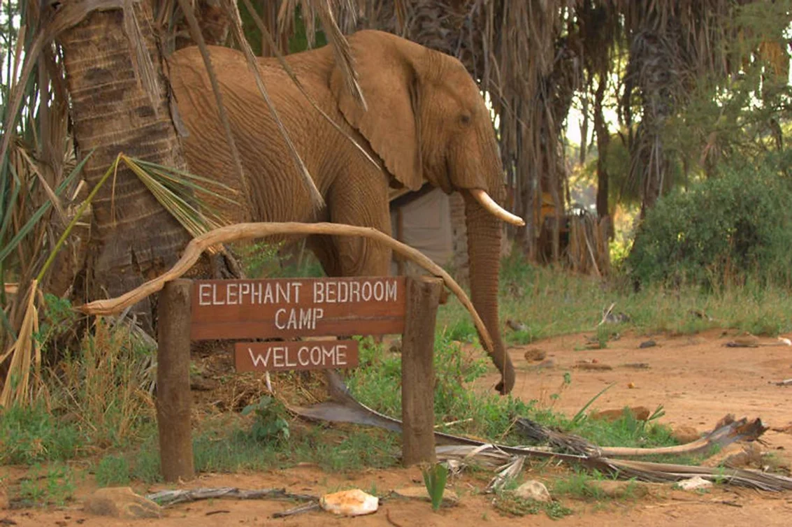 What People Are Saying About Elephant Bedroom Camp