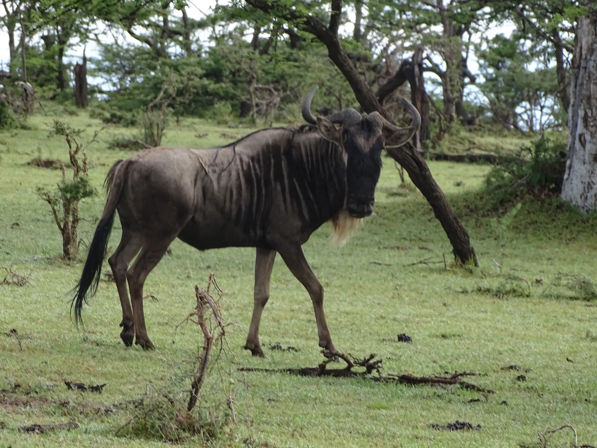 An Awesome Day at Mara Siana