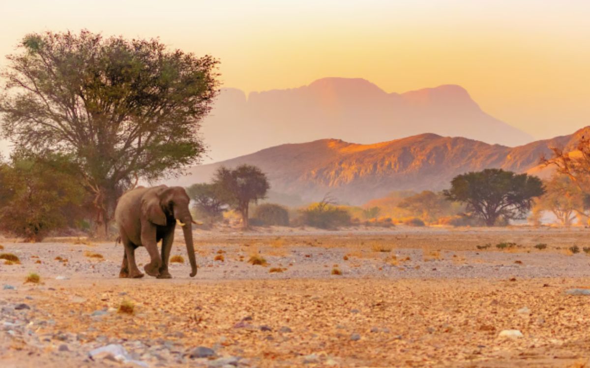 No Two Days Are the Same in the African Bush