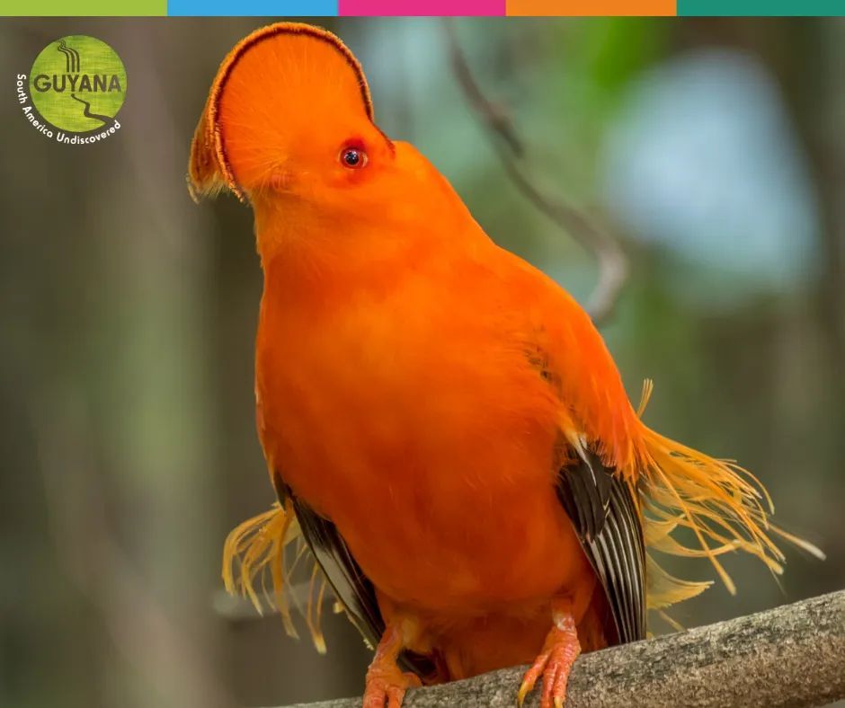 Guyana Stars in New Sustainable Tourism Series