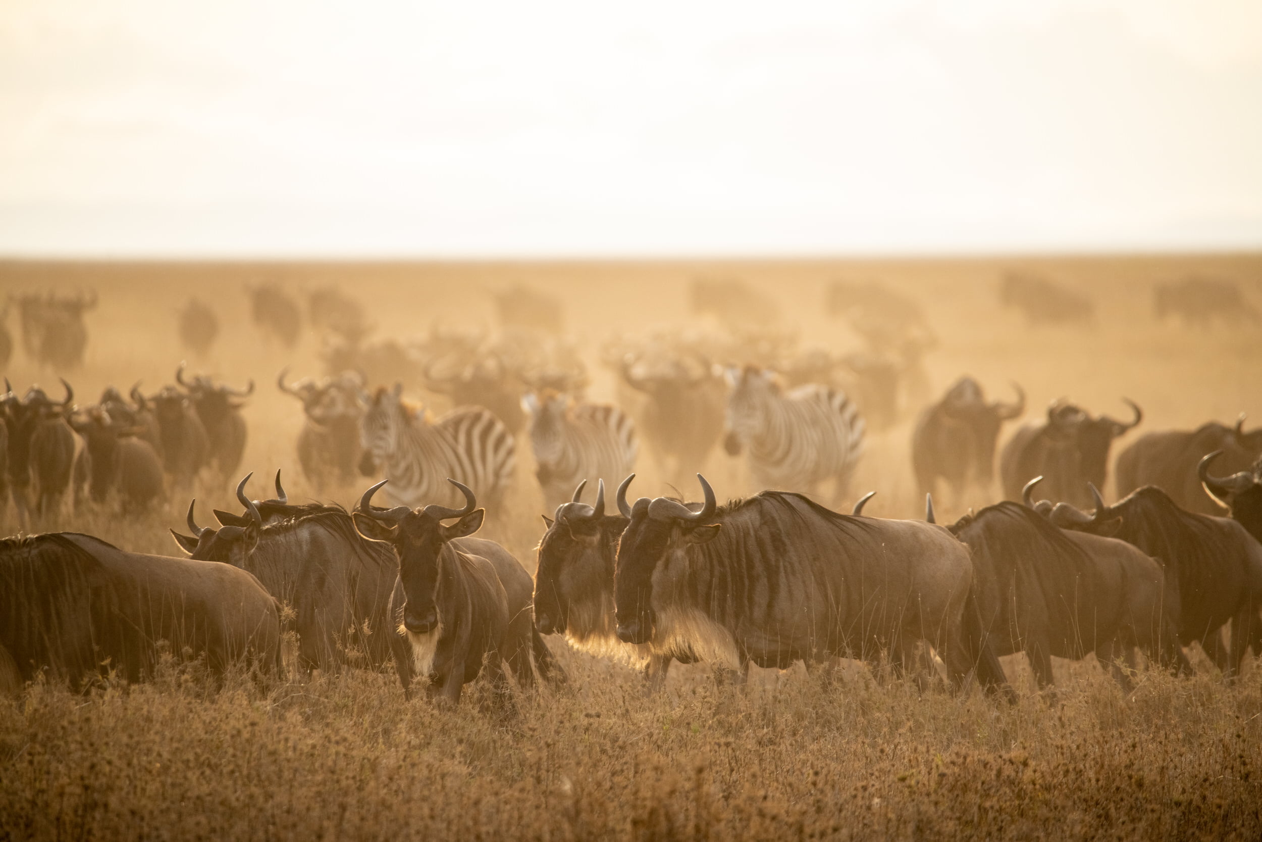 Watch As Life Begins in the Serengeti