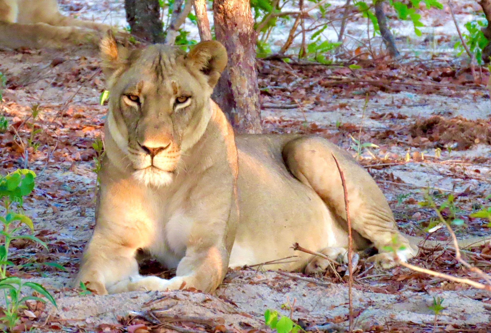 Hwange – Zimbabwe’s Safari Superstar