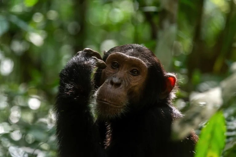 Dive Into East Africa’s Great Lakes with GLS