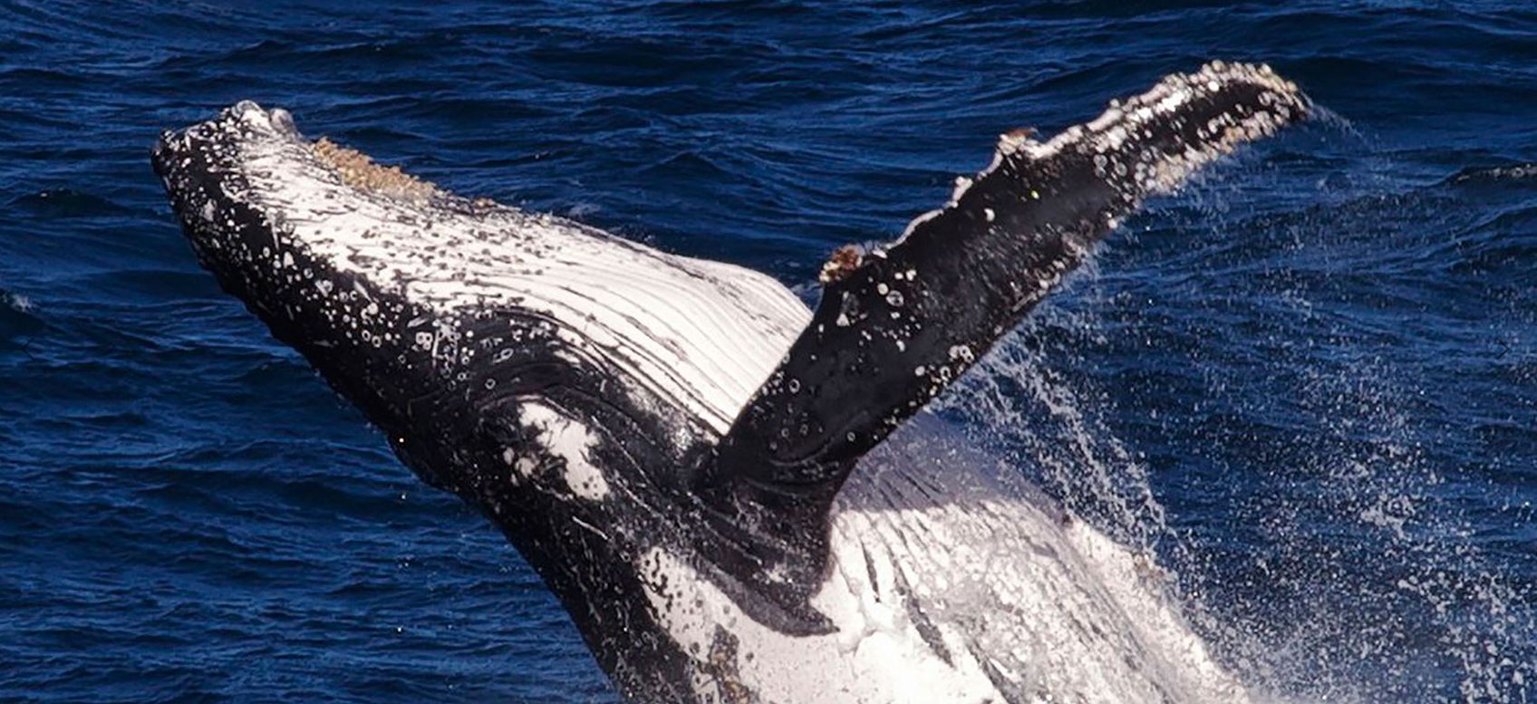 Ecuador’s Captivating Pacific Coast