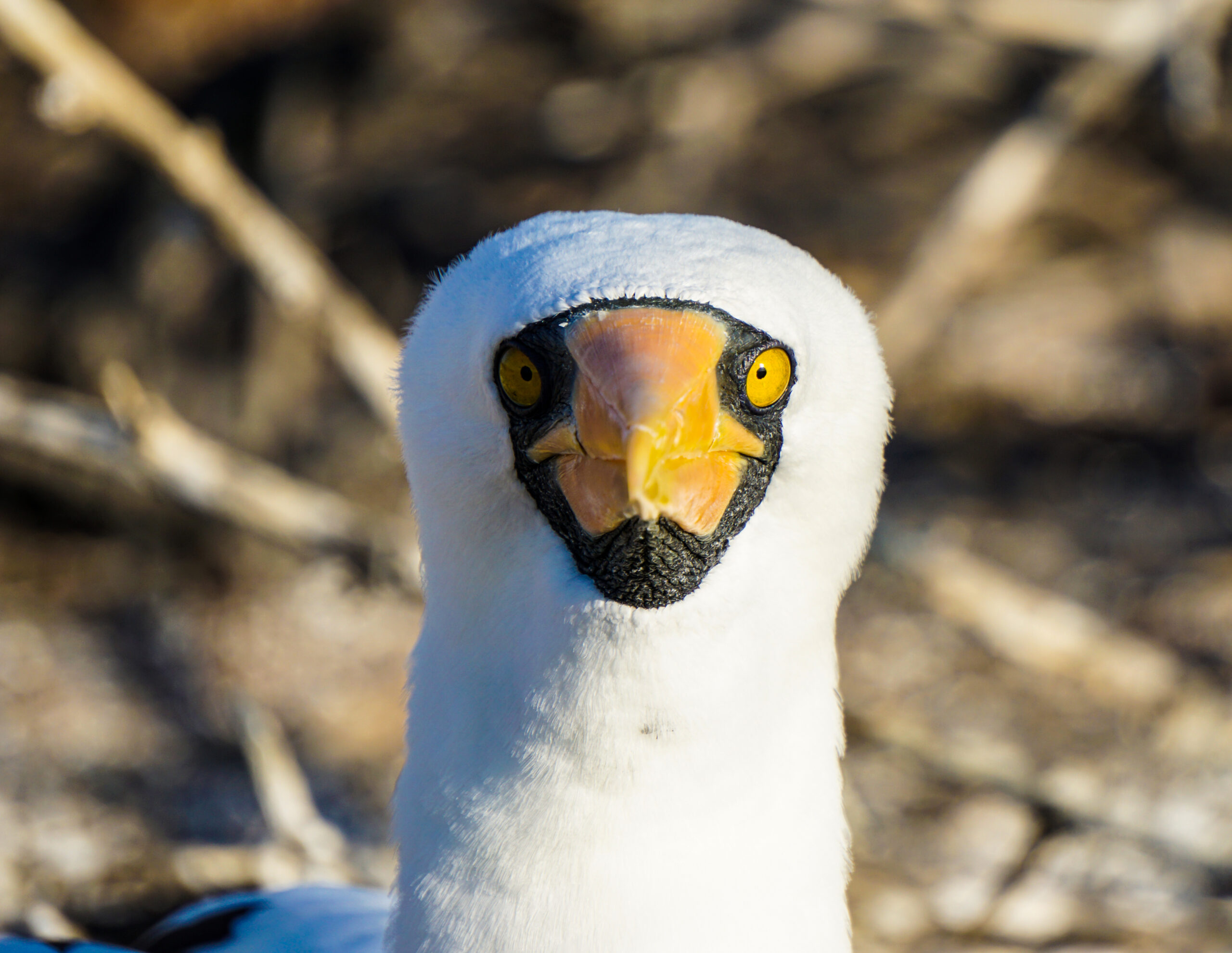 Amazon, Andes and Islands – All in One Trip!