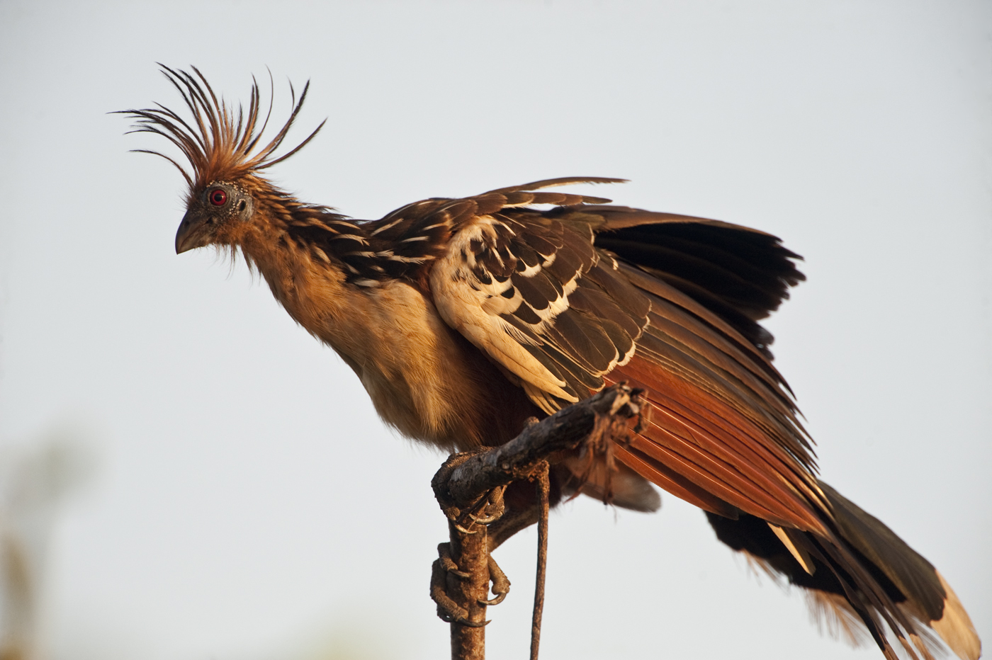 Guyana’s Fab Five  Protected Areas