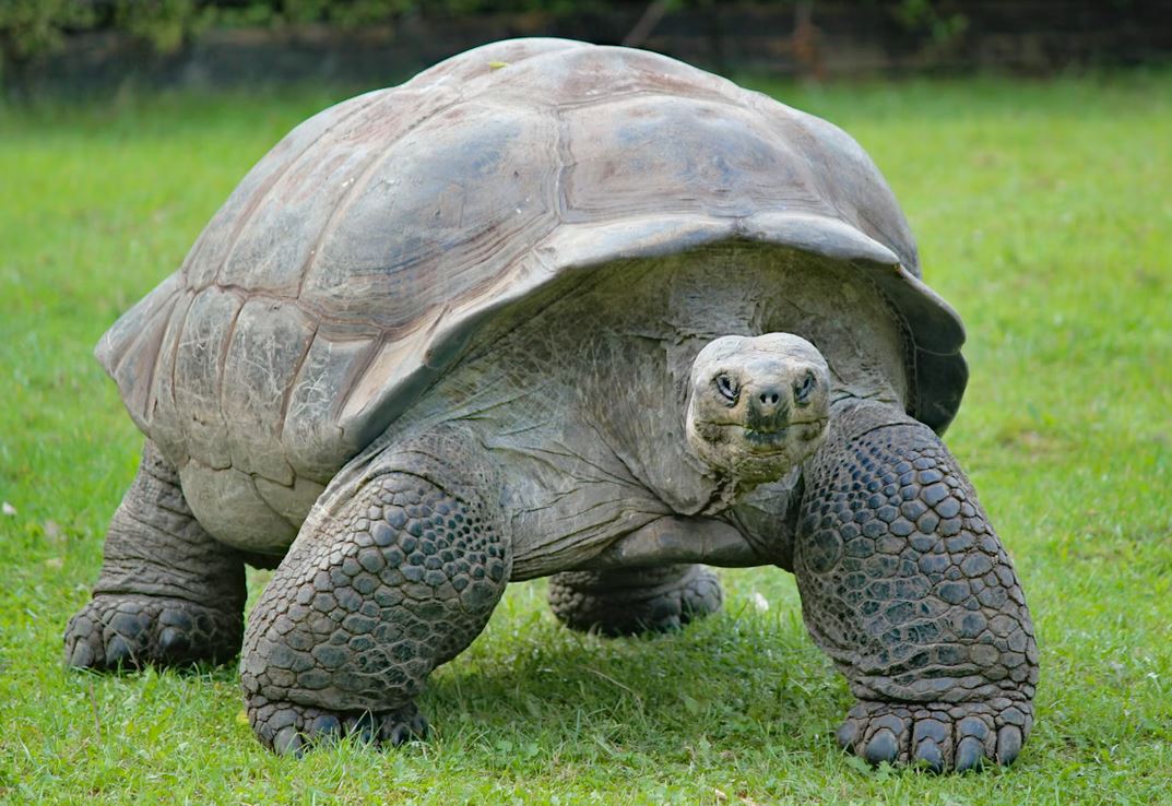 Five Things You Probably Don’t Know About the Galapagos