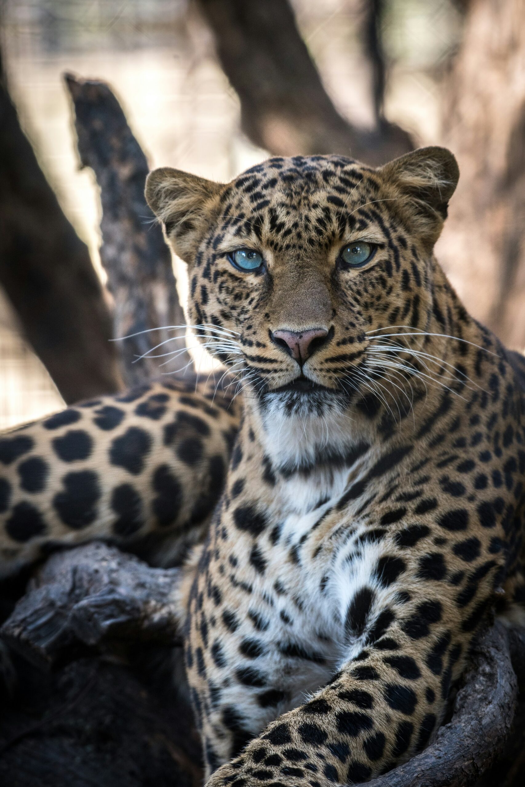 Understanding Africa’s Elusive Leopards