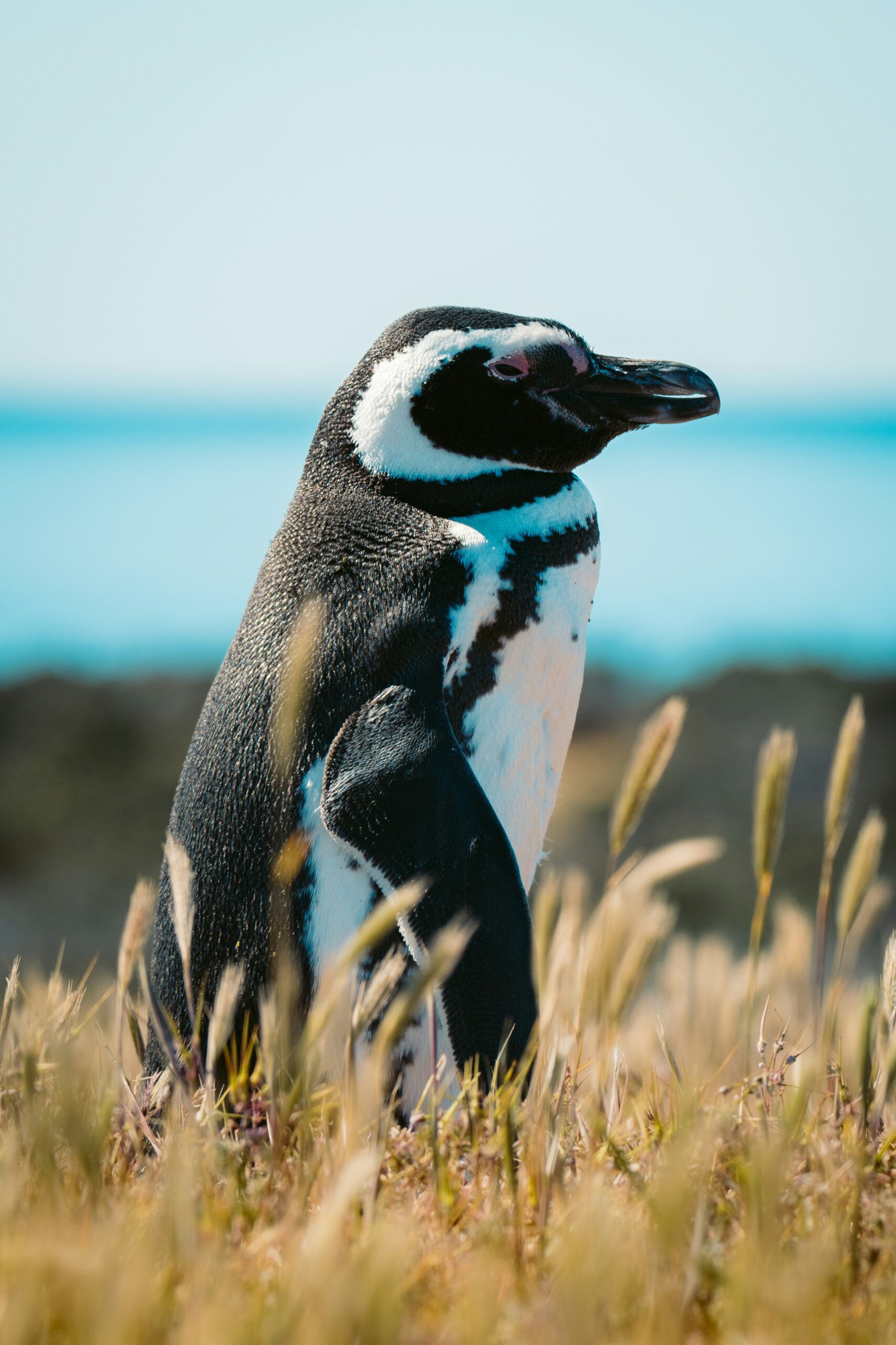Puerto Madryn: Argentina’s Wildlife Hotspot