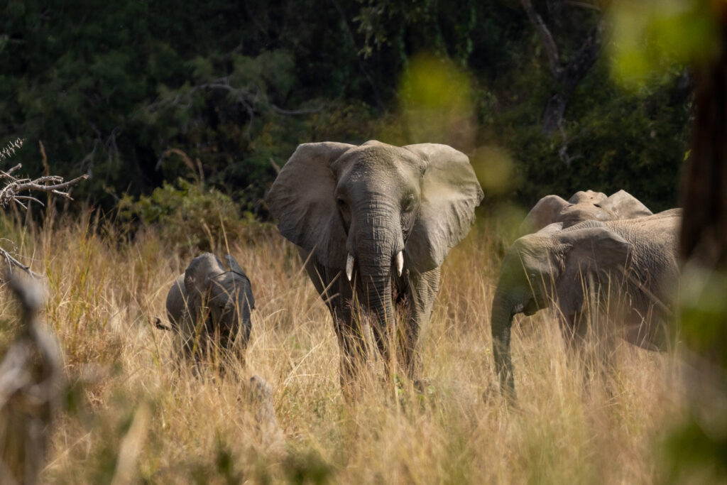 Anantara_Kafue_River_Tented_Camp_Elephants