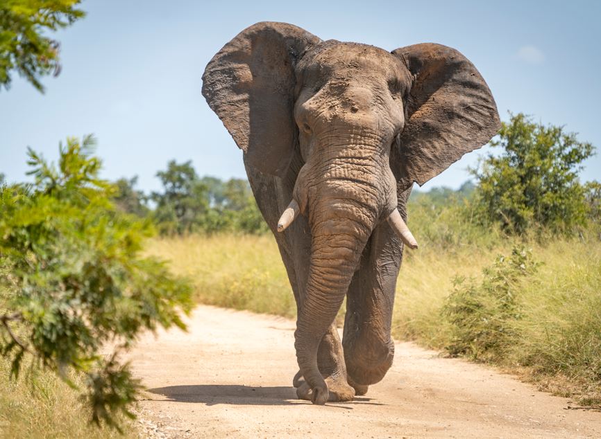 Bushwise vs. Traditional Africa Safaris