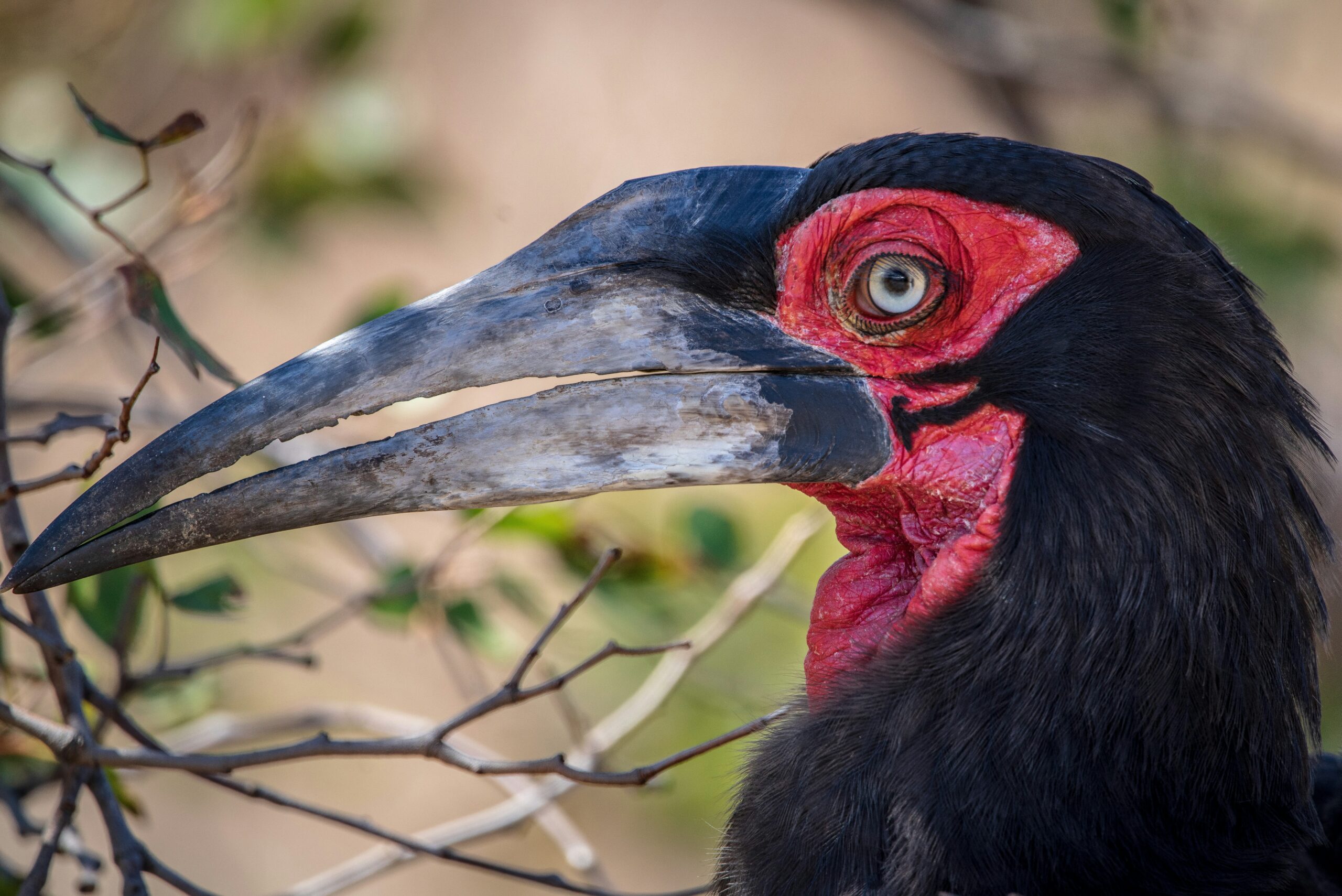 The Ultimate Guide to a Greater Makalali Safari