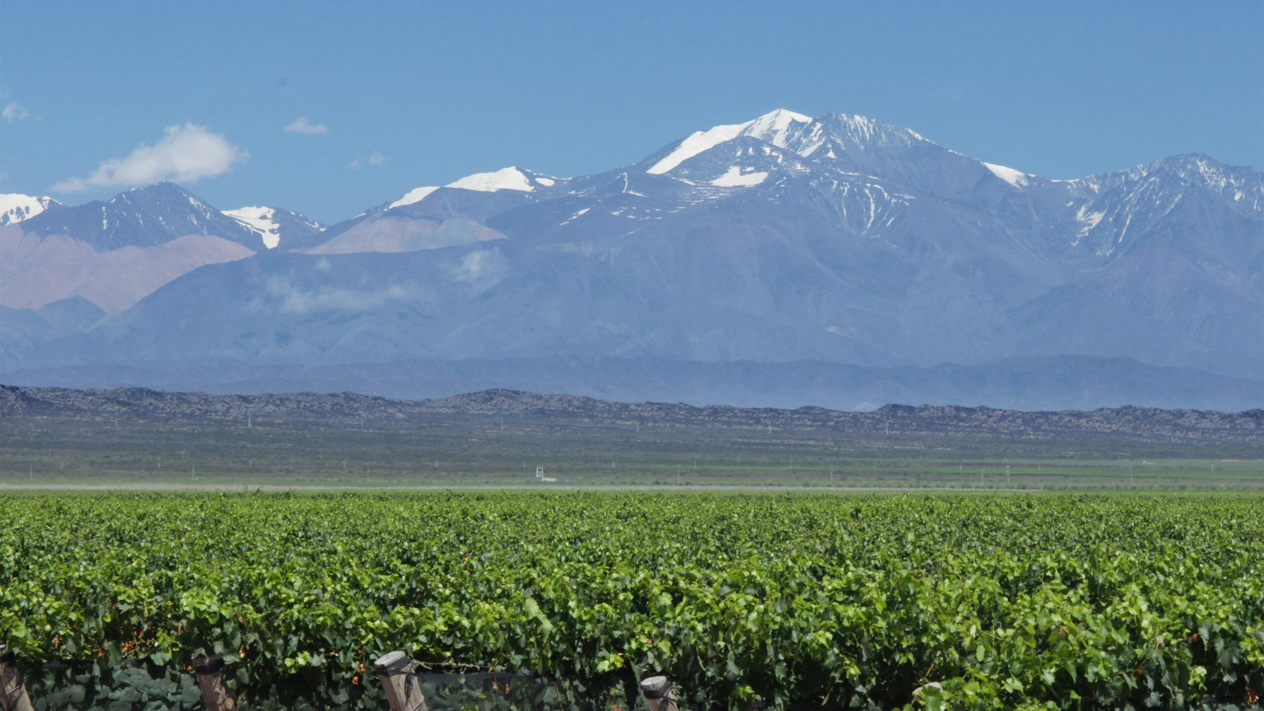 Discover Mendoza’s Wine Route