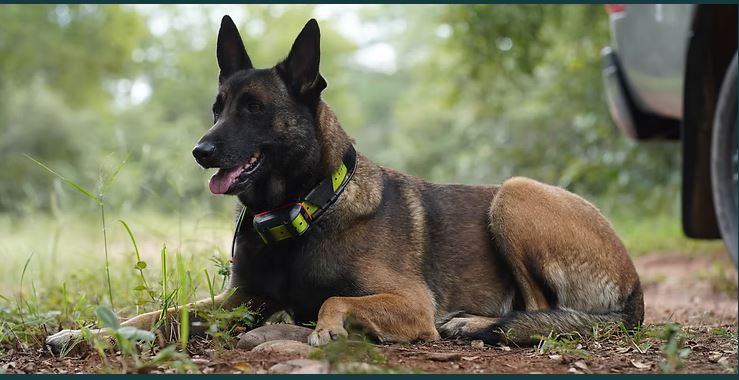 South Africa’s Canine Anti-Poaching Units