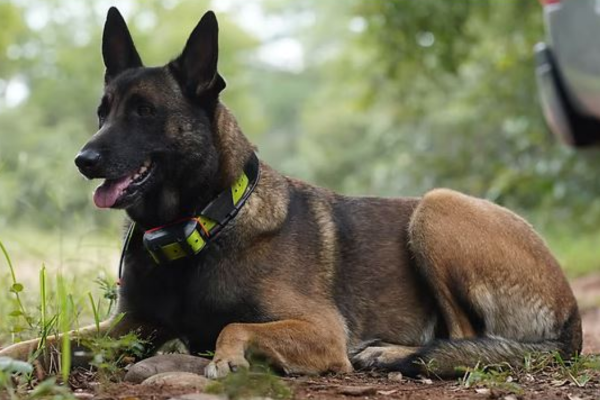 South Africa's Canine Anti-Poaching Units