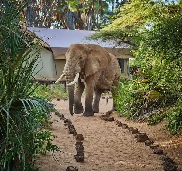 The Different Sides of an Africa Safari