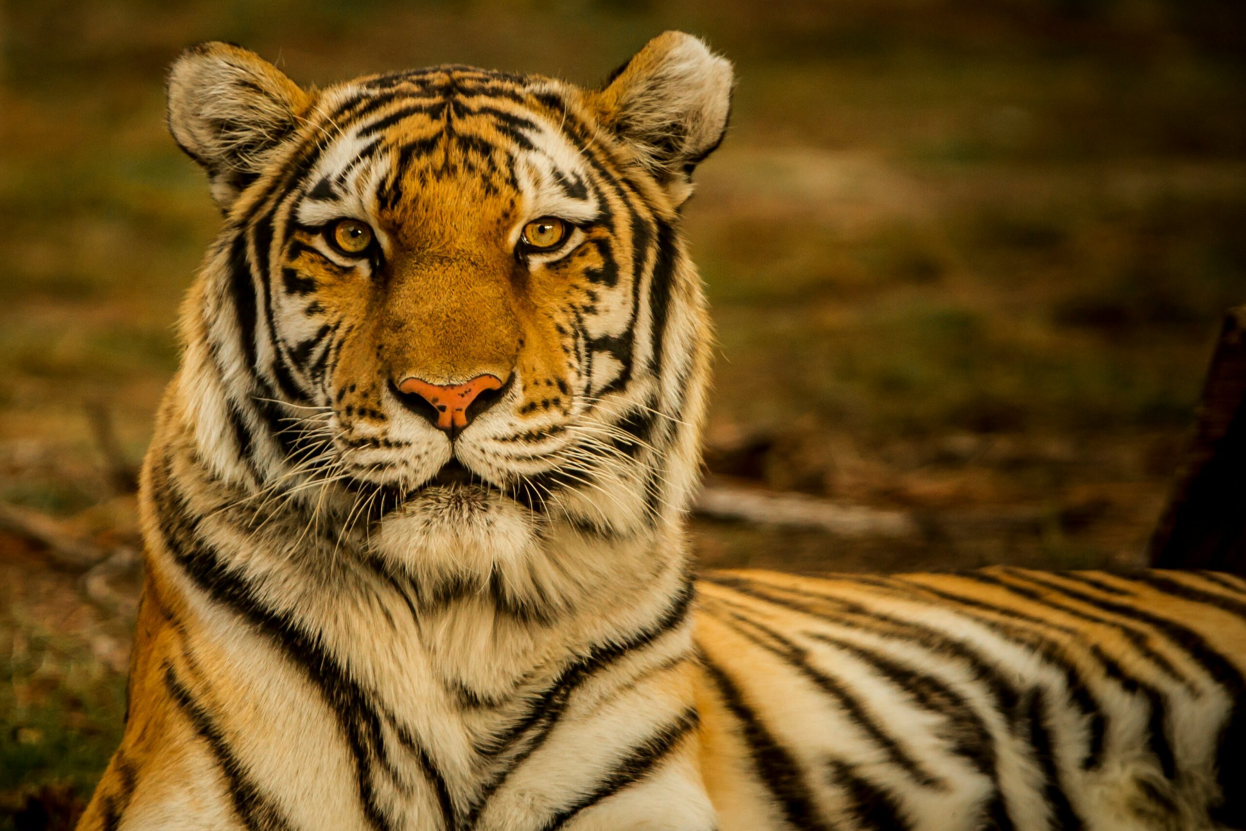 India’s Iconic Big 5