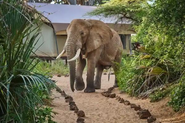 The Different Sides of an Africa Safari