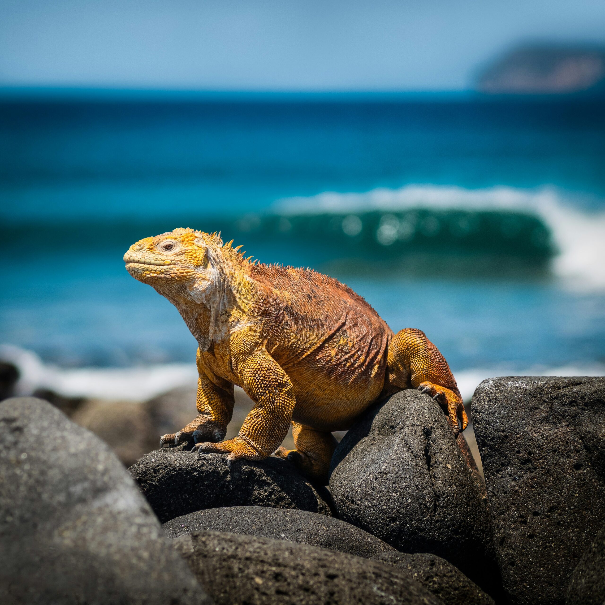 Did You Know the Galapagos Has Different Seasons?