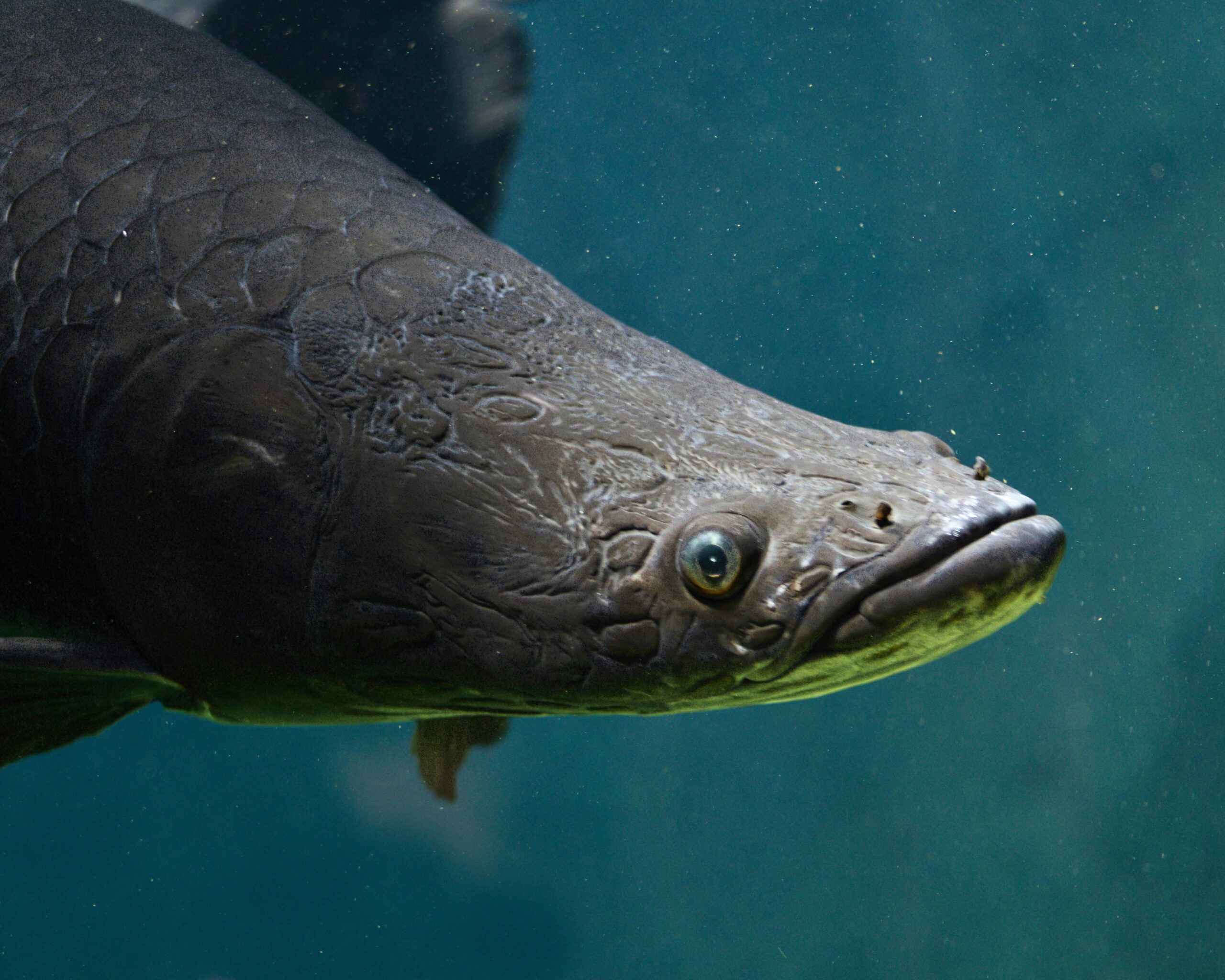 You Can Help Save Two Endangered Guyana Species