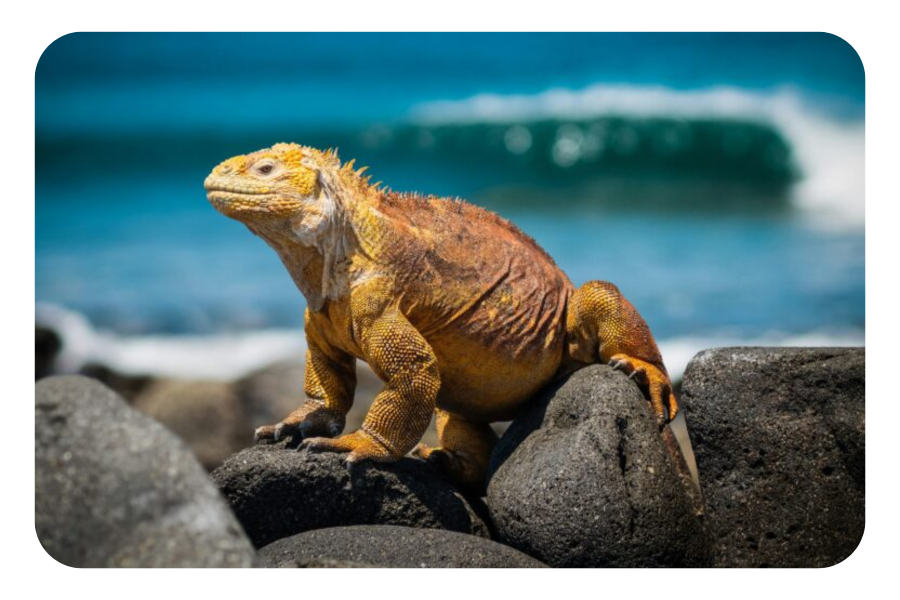 Did You Know the Galapagos Has Different Seasons?