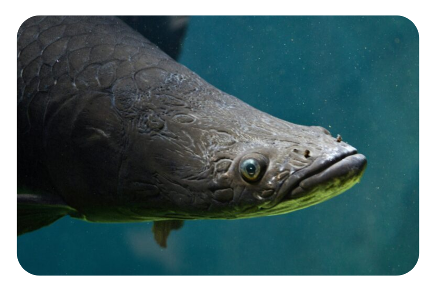 You Can Help Save Two Endangered Guyana Species
