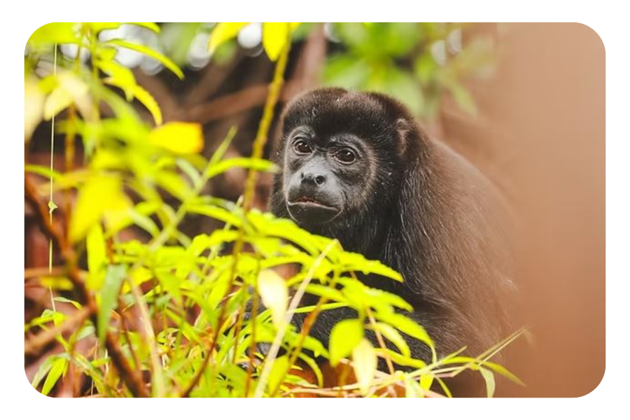 Beyond the Beaches: Discovering Monkey Islands