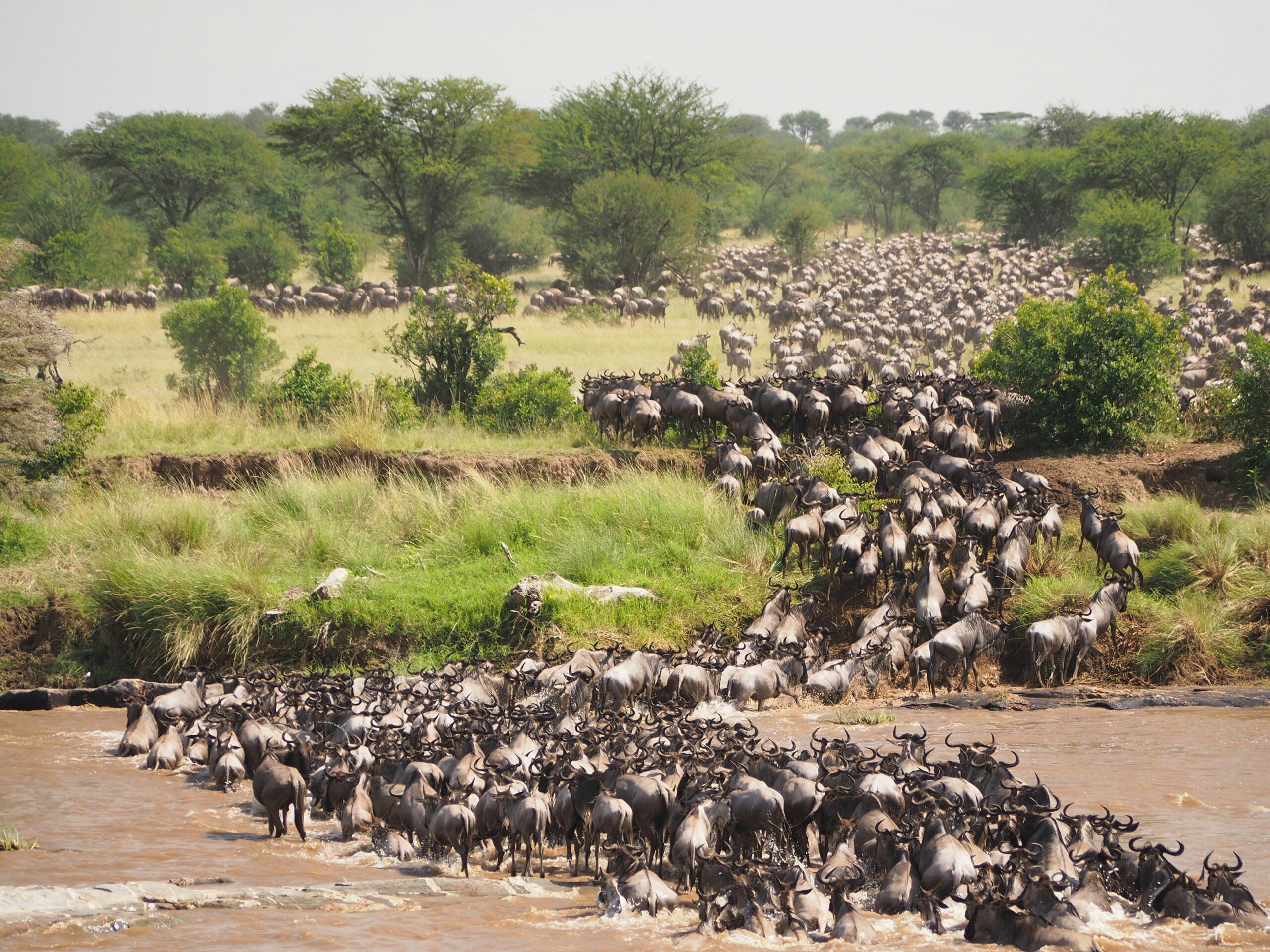 Why Do The Wildebeest Cross?